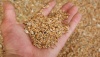 Минсельхоз: Экспортная пошлина на пшеницу из РФ с 1 июня повысится до $121,2 за тонну
