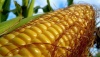 Американские исследователи обнаружили, что паровая кукуруза снижает выбросы кишечного метана