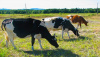Модернизация животноводческих комплексов в  Вологодской области укрепляет продовольственную безопасность региона