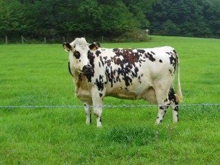 Зарубежные породы коров
