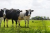 Биомаркеры для раннего выявления хромоты у молочных коров