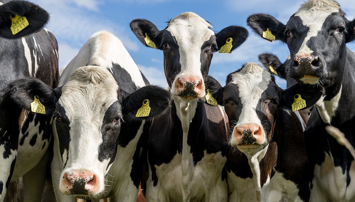 Опыт США в борьбе с лейкозом крупного рогатого скота на молочных фермах 