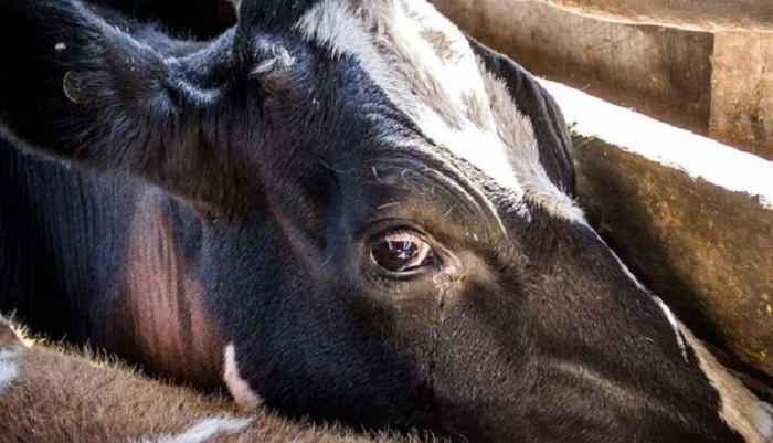 В хозяйстве «МолСиба» уничтожили 2,5 тысячи голов КРС