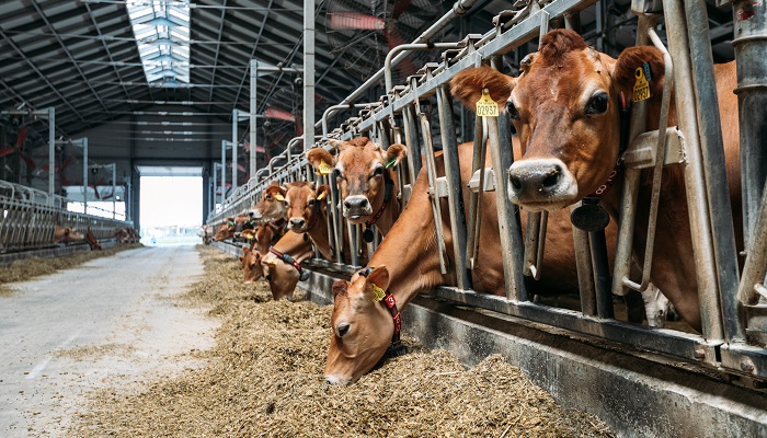В Госдуме заявили о необходимости отдельной госпрограммы по молочному животноводству