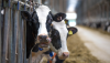 Особенности составления рациона для разных фаз кормления коров