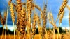 Минсельхоз назвал удешевление зерна на рынке внутри России традиционным