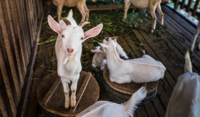 Почему коза лысеет: новости животноводства