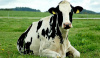 Сокращение поголовья коров в НСО: борьба с лейкозом