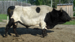 Загадку морозоустойчивых коров раскрыли ученые в Новосибирске