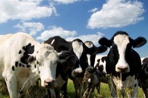 Потребность коров и молодняка КРС в аминокислотах