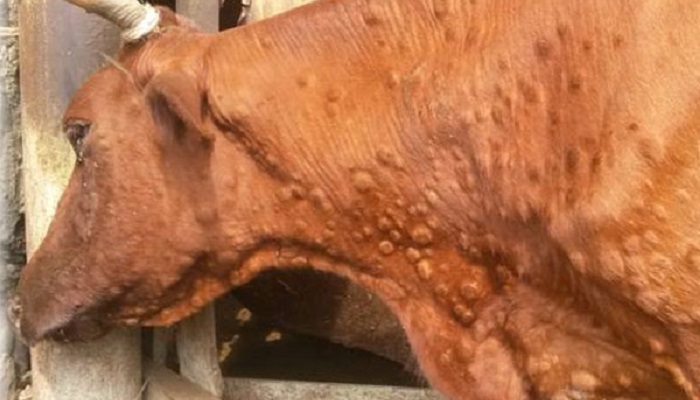 Уничтожение коров в Астраханской области из-за опасного заболевания