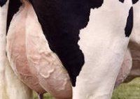 Маститы у высокопродуктивных коров