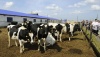 Будущее ООО «Заря»: решен ли вопрос с животноводством?