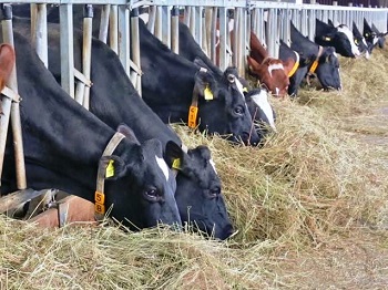Сочетание крахмала и сахара в рационе кормящих коров
