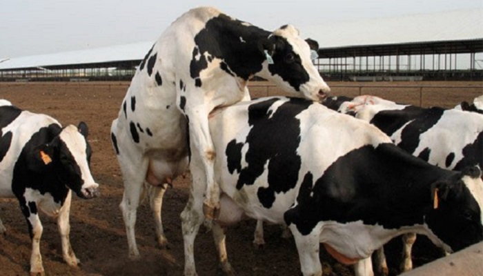 Охота у коров: период все короче, и ее трудно распознать