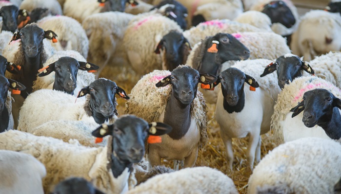 Увеличение продуктивности овец на Северном Кавказе: амбициозный проект ученых