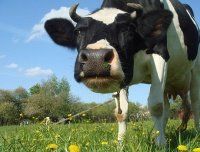 Факторы, влияющие на потребление корма коровами