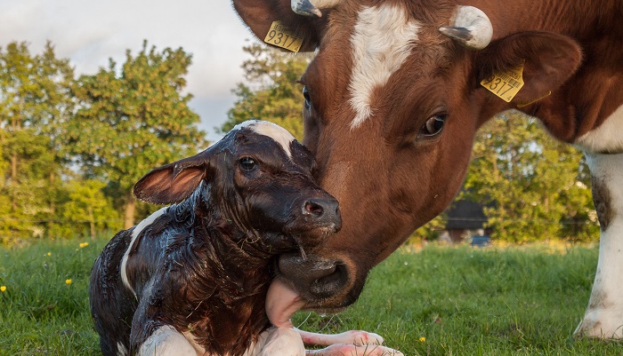 ЗЦМ и стартерные корма в составе линейки продуктов для молодняка Nurture®