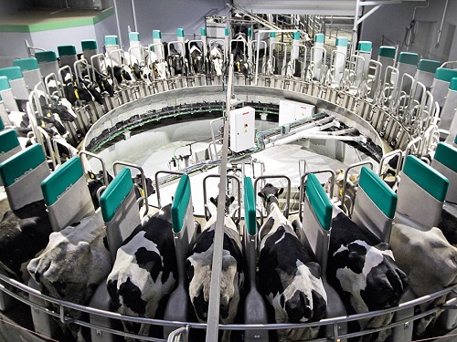Важность распорядка дня дойных коров