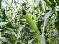 Стравливание пожнивных остатков кукурузы