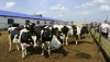 ООО «Ташта» в Республике Алтай запустило молочную ферму на 200 голов