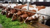 Меньше сырого протеина в рационах дойных коров