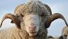 Подмосковный фермер раскрыл секреты современного овцеводства: цены на баранину зашкаливают