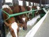Технология производства говядины в молочном и мясном скотоводстве