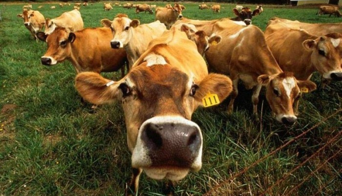 Инновационные технологии в животноводстве: мониторинг здоровья коров через интернет