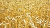 Цены на пшеницу за год упали на 28%