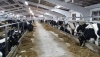Под Тверью ЗАО «Калининское» построит спецферму на 500 голов скота