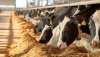 Коровы в Южной Корее будут получать добавку, снижающую метановые выбросы