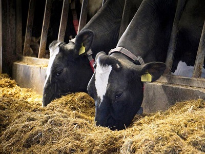 Успешное кормление послеродовых коров
