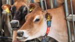 Борьба с бродячим крупным рогатым скотом в Дальнегорске: временная изоляция и административные меры
