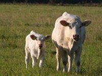 Последствия теплового удара, полученного коровами в период сухостоя, на телят