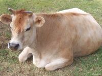 Переваримость питательных веществ рационов у бычков, получавших комбикорма с сахаросодержащими...