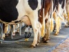 Руководство по надлежащей практике молочного животноводства: гигиена доения