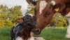 Уральские ученые планируют получить потомство от первой генетически редактированной коровы