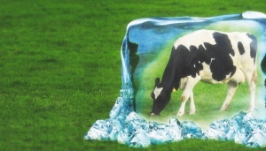Три причины, почему проблеме теплового стресса у коров нужно особое внимание