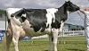 Асиновская ферма «Сибирское молоко» получила статус племенного репродуктора