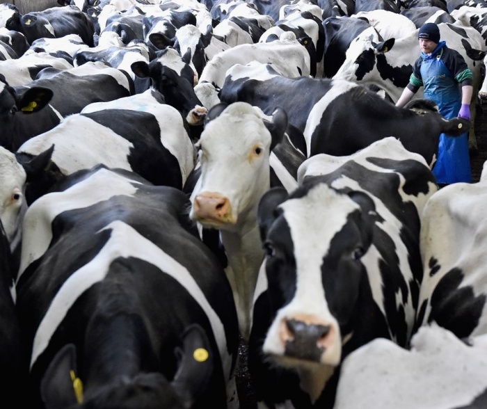 Пути решения проблем с хромотой у молочного скота