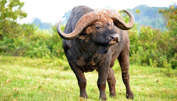 В Приморье задержали 28 тонн мяса буйвола с опасными антибиотиками