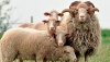 Производство комбикормов для овец в России за год выросло почти в 1,5 раза