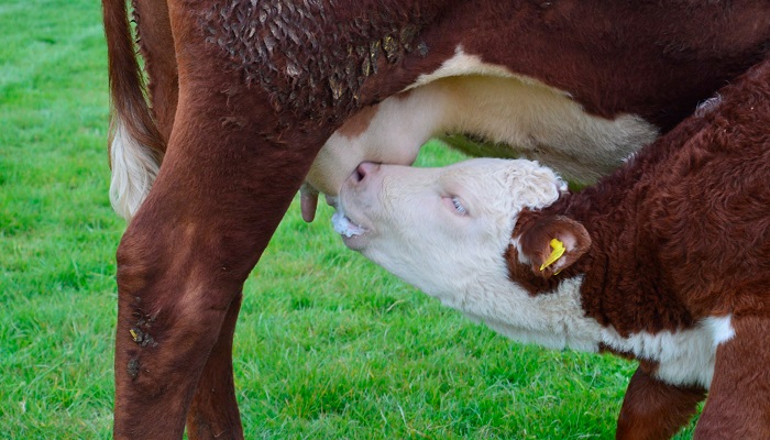 Выпойка телят молозивом: оставлять телят с коровами?
