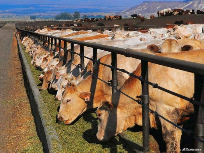 Аминокислотное питание коров: влияние на здоровье животных