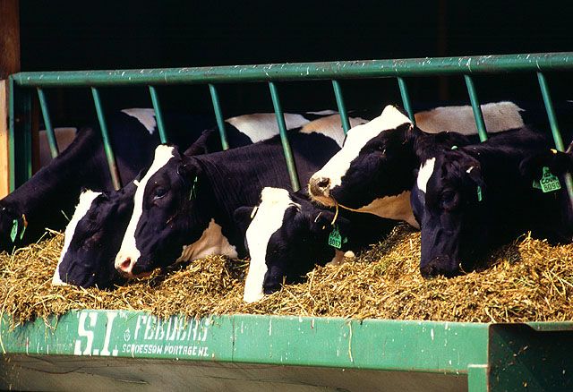 Кормление сухостойных коров – делаем профилактику родильного пареза