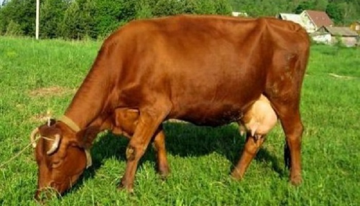 Говядина и аграрное обезлесение: глобальная проблема