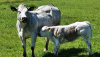 Ферма по откорму телят породы Бельгийская бело-голубая скоро откроется в Раменском