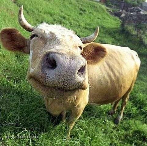 Каждая корова имеет право на счастье
