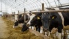 Молочную ферму на 3,6 тыс. голов и мясокомбинат планируется создать в Тверской области